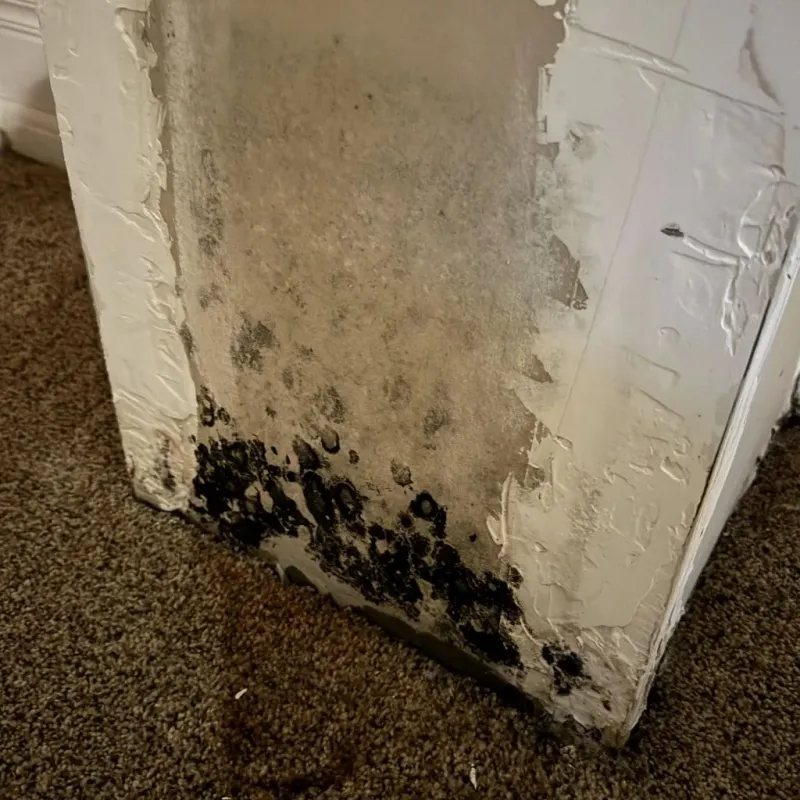 Professional Mold Removal in Hinckley, IL